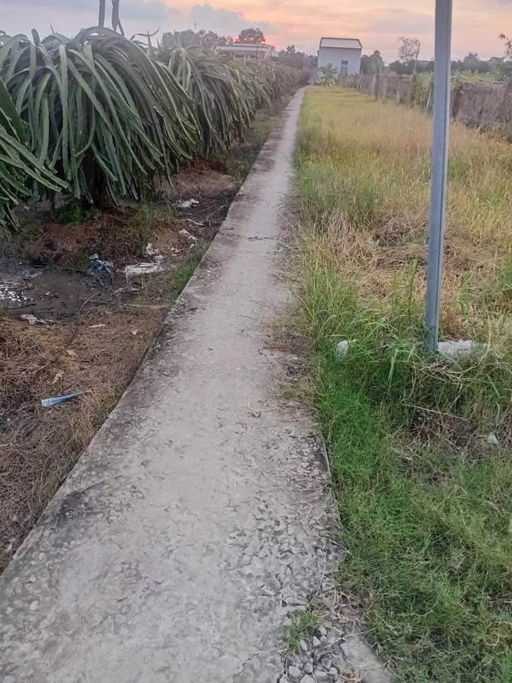 Đất lúa 3000m² tại Hòa Phú, Châu Thành - Giá chỉ 350 triệu!