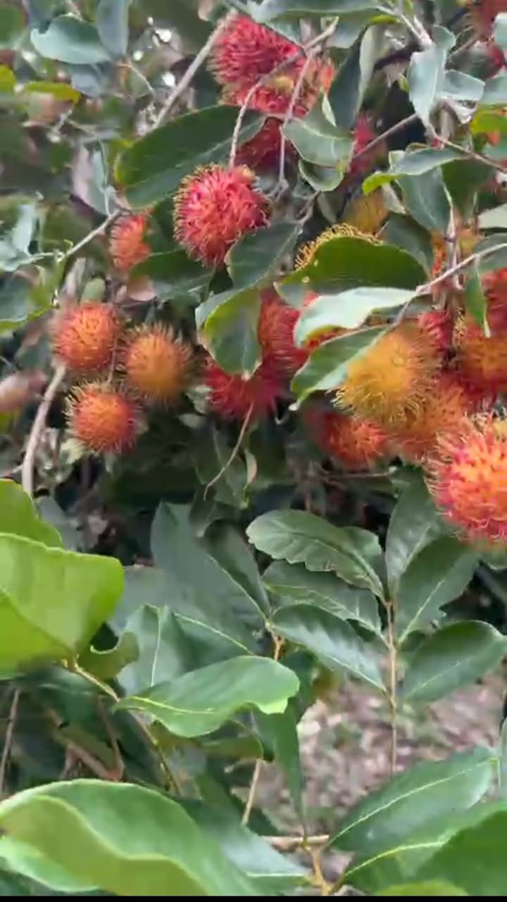 Đất vườn đẹp An Bình Vĩnh Long 1865m² giá 1.4 tỷ - Đầu tư sinh lời ngay!