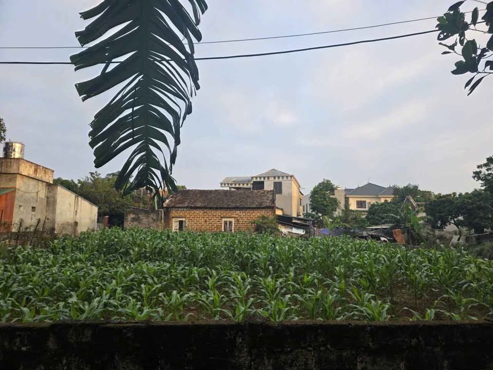 Đất nền 700m² tại Sơn Đông, Sơn Tây - Cơ hội đầu tư hấp dẫn!