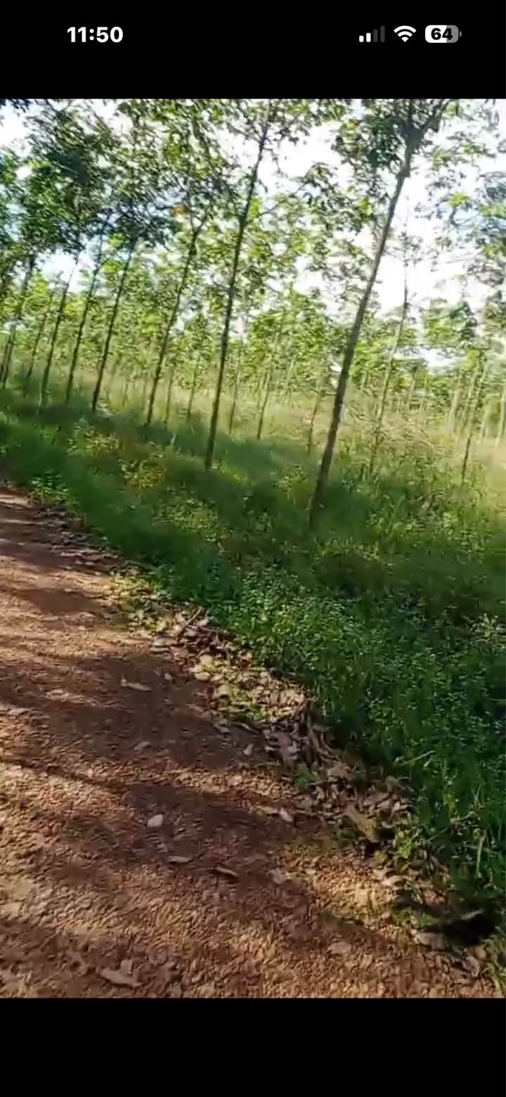 Đất Farm 3.4ha tại Tân Thành, Đồng Xoài, giá 5.2 tỷ - Cơ hội đầu tư hấp dẫn!