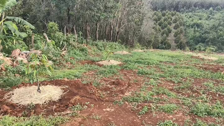 Đất nền Nghĩa Trung Bù Đăng 9 sào giá chỉ 1.85 tỷ - Cơ hội đầu tư hấp dẫn!