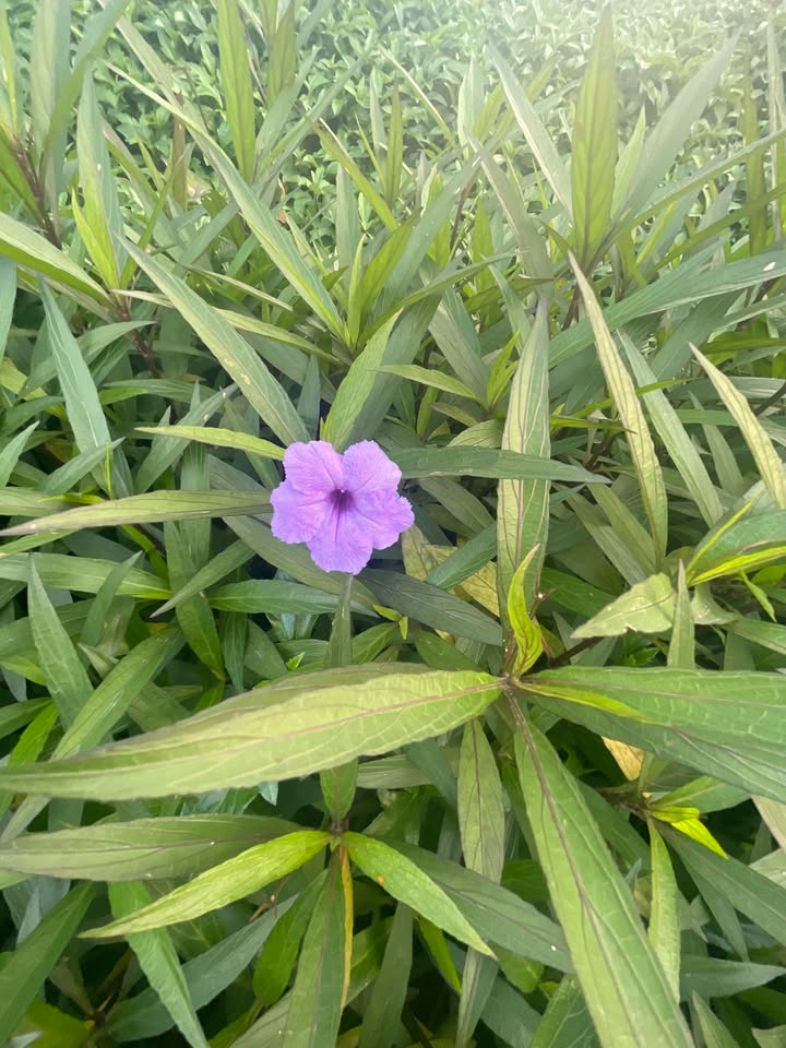 Đất nền tại xã Xuân Bình, Như Xuân, Thanh Hóa 28.260m² - Cơ hội đầu tư hấp dẫn!