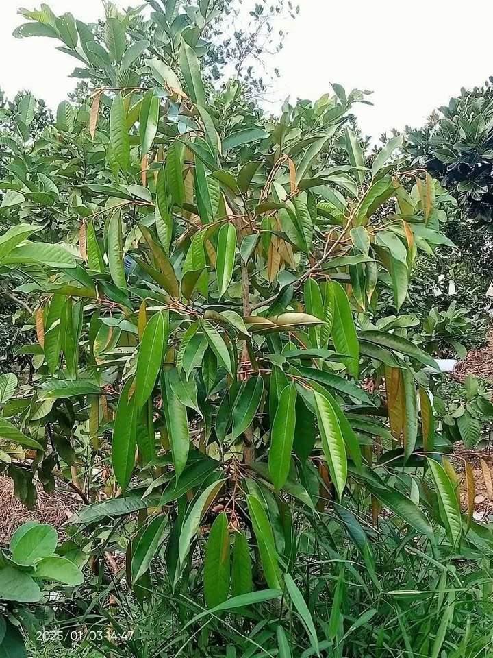 Farm 9 công sầu riêng Thái tại Cái Bè Tiền Giang - Hợp đồng 17 năm chỉ 1.25 tỷ!