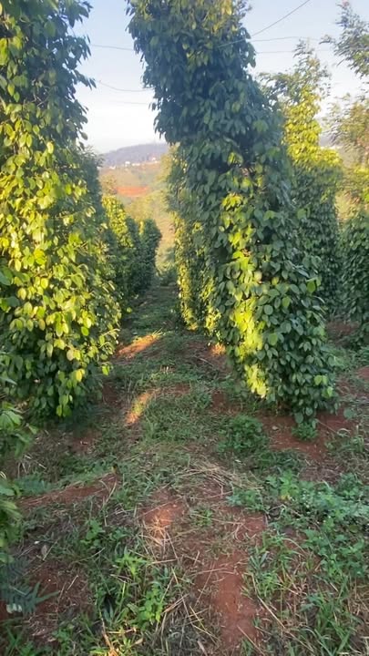 Đất nền 1ha tại Tuy Đức, Đắk Nông - Giá chỉ 2 tỷ, cơ hội đầu tư không thể bỏ qua!