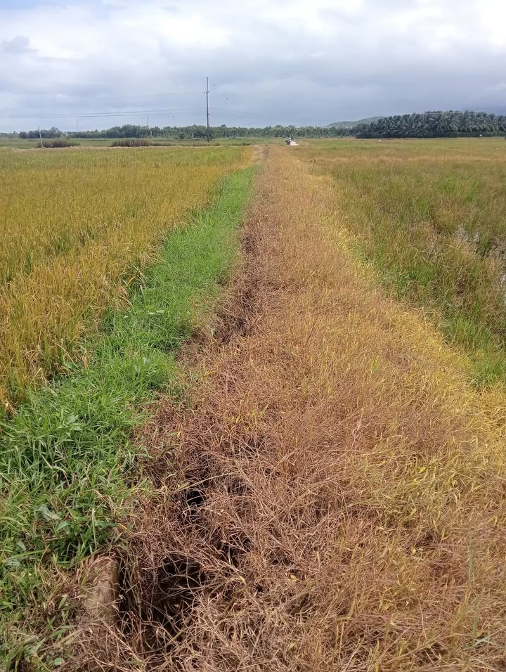 Đất Nông Nghiệp Ninh Thọ 1128m² giá 200-299 triệu - Cơ hội đầu tư tuyệt vời!