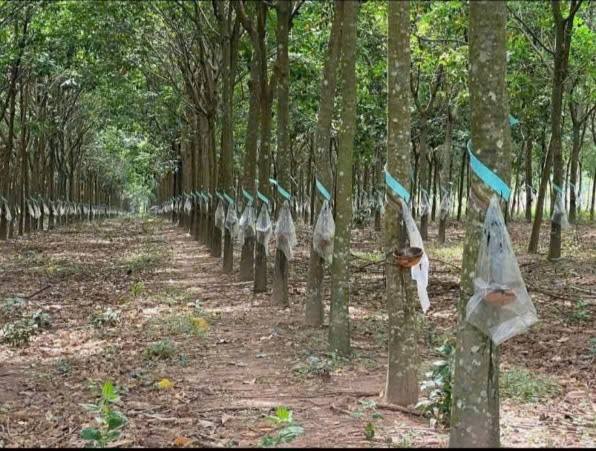 Đất nền Tân Lập Bắc Tân Uyên 8033m² giá 7.2 tỷ - Đầu tư sinh lời hấp dẫn!