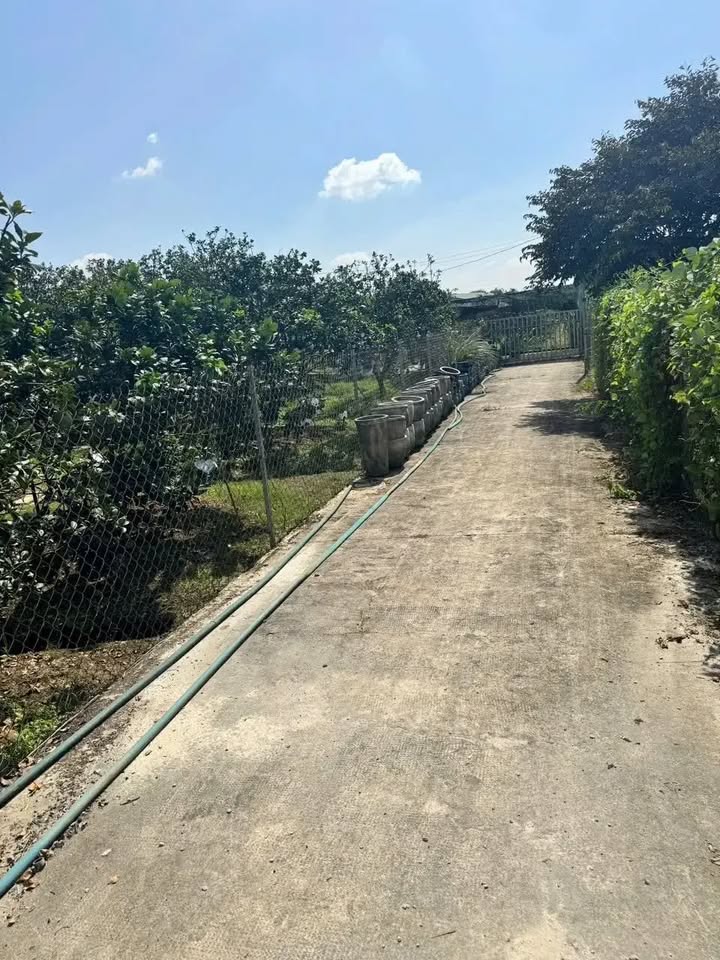 Đất nhà vườn Bạch Đằng, Tân Uyên 1800m² - Tiềm năng nghỉ dưỡng tuyệt vời!