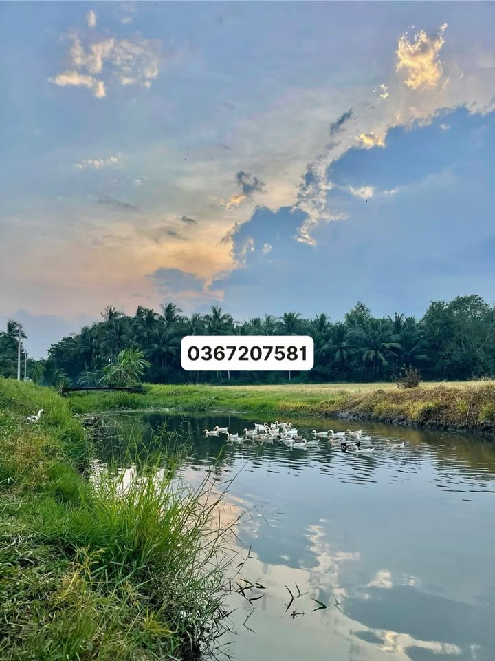 Đất nền Châu Thành Trà Vinh 564m² giá 490 triệu - Cơ hội đầu tư tuyệt vời!