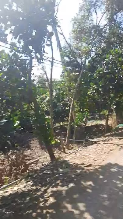 Đất nền 5.000m² xã Tân Bình, huyện Tân Thạnh – Giá 1.1 tỷ, vị trí đẹp!