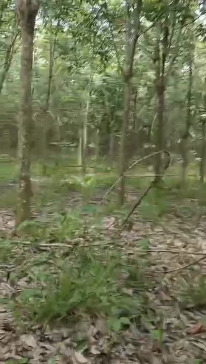 Đất Farm 11ha Tân Hưng Hớn Quản giá 20 tỷ - Cơ hội đầu tư hấp dẫn!