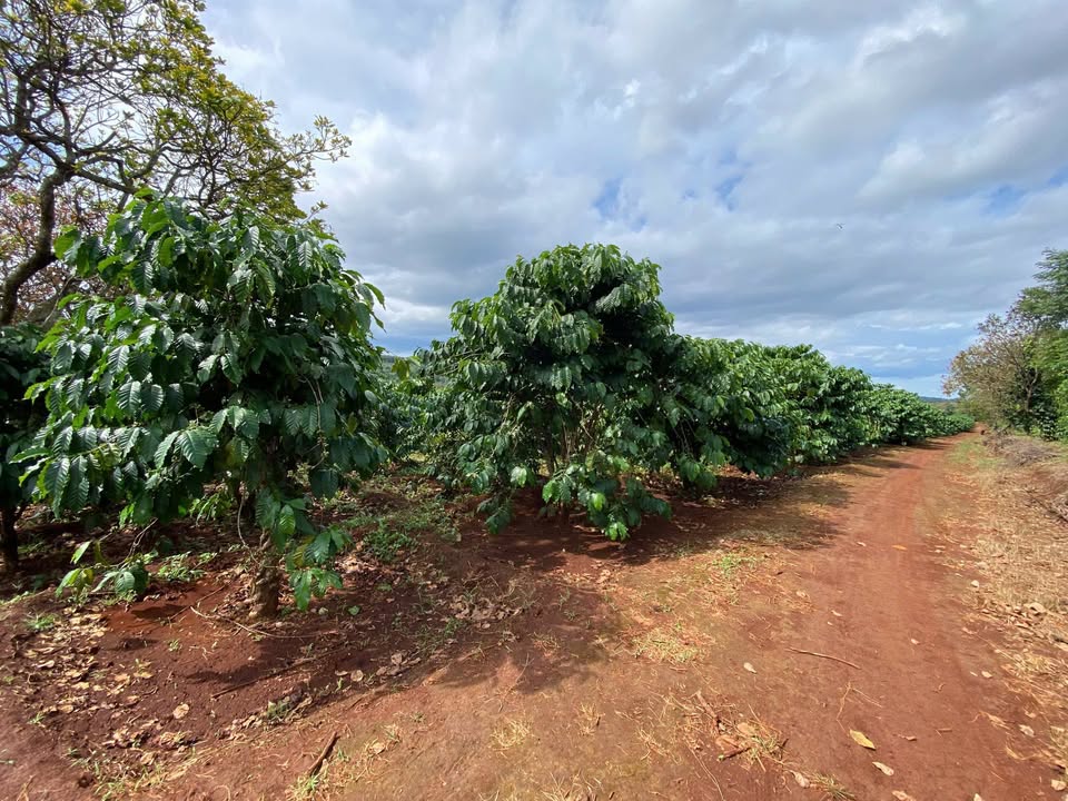 Farm 3,3 Ha tại xã Ia Grăng, Gia Lai - Giá 6 tỷ, thu nhập ổn định!