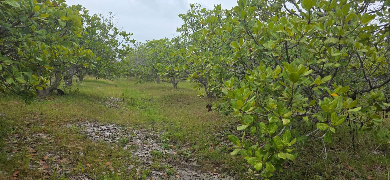 Đất nông nghiệp 15ha tại xã Ea Rốk, Đắk Lắk - Giá chỉ 150 triệu - Tiềm năng phát triển cao!