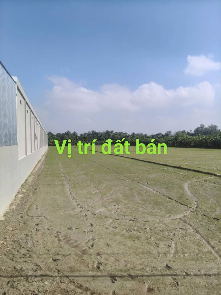 Bán đất lúa mặt tiền đường nhựa 10 tấn, Long Hồ, Vĩnh Long 3190m² - Đầu tư sinh lời ngay!