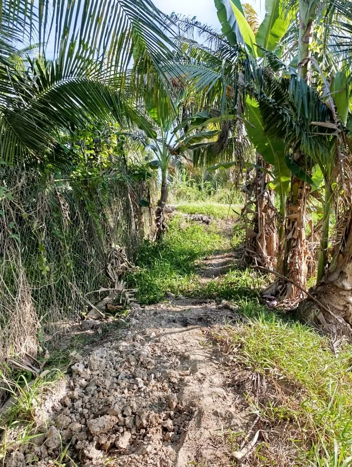 Đất nền 4080m² Trung Thành Vĩnh Long giá 816.48 triệu - Khu vực trồng dừa tiềm năng!