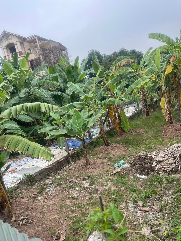 Đất thổ cư Phúc Yên 120m² giá 3.1 tỷ - Đầu tư sinh lời ngay!