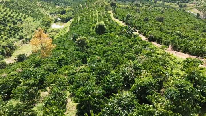 Đất ở thôn 11, xã Quảng Hòa, huyện Đắk Glong 22.000m² giá 2.35 tỷ - Cơ hội đầu tư hấp dẫn!