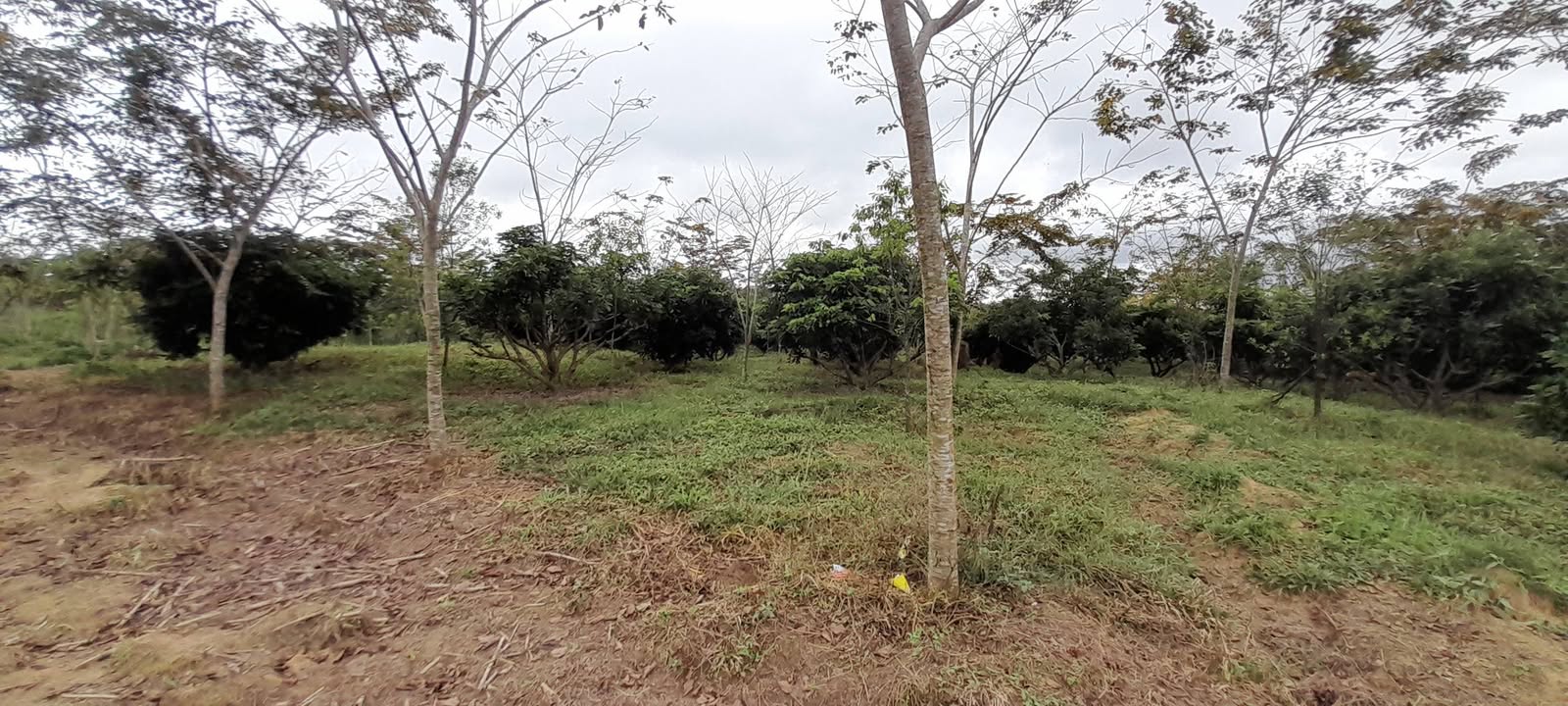 Đất Farm 5ha tại Ea Ô, Đắk Lắk giá chỉ 5 tỷ - Cơ hội đầu tư hấp dẫn!