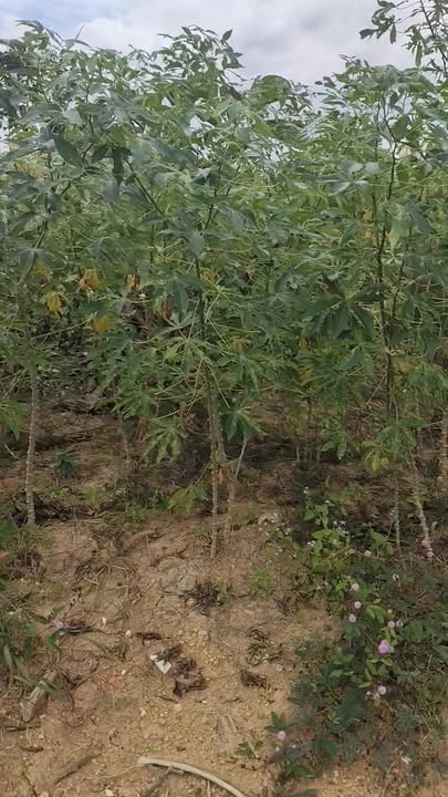 Đất nền 1.3ha xã Ea M'Droh, giá 1.1 tỷ - Cơ hội đầu tư hấp dẫn!