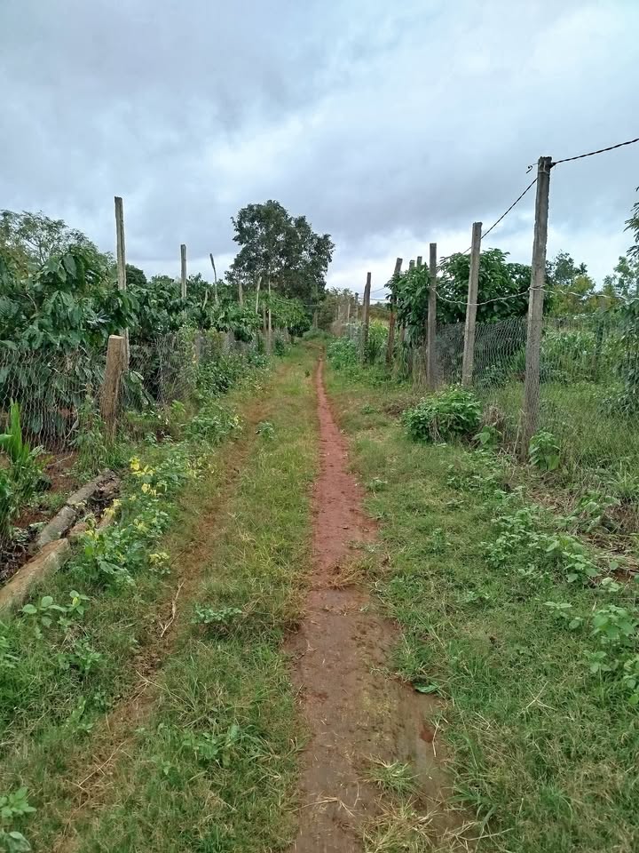 Đất nền phường Đoàn Kết, Buôn Hồ 846m² giá 1.5 tỷ - Cách Hoàng Quốc Việt chỉ 50m!