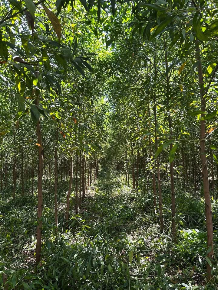 Đất trồng keo 90.000m² tại xã Ia Me, Chư Prông - Giá chỉ 590 triệu!