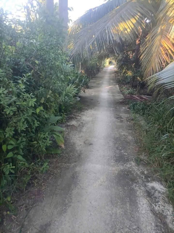 Đất vườn Tam Phước, Châu Thành, Bến Tre 1657m² giá 950 triệu - Đầu tư lý tưởng!