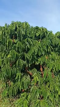 Đất nền Tân Đức - Tân Văn 2500m² giá 1.37 tỷ - Pháp lý rõ ràng