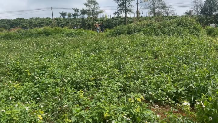 Đất nền đẹp 5000m² mặt đường Quốc lộ 14, Đắk Mil - Giá chỉ 3.5 tỷ!