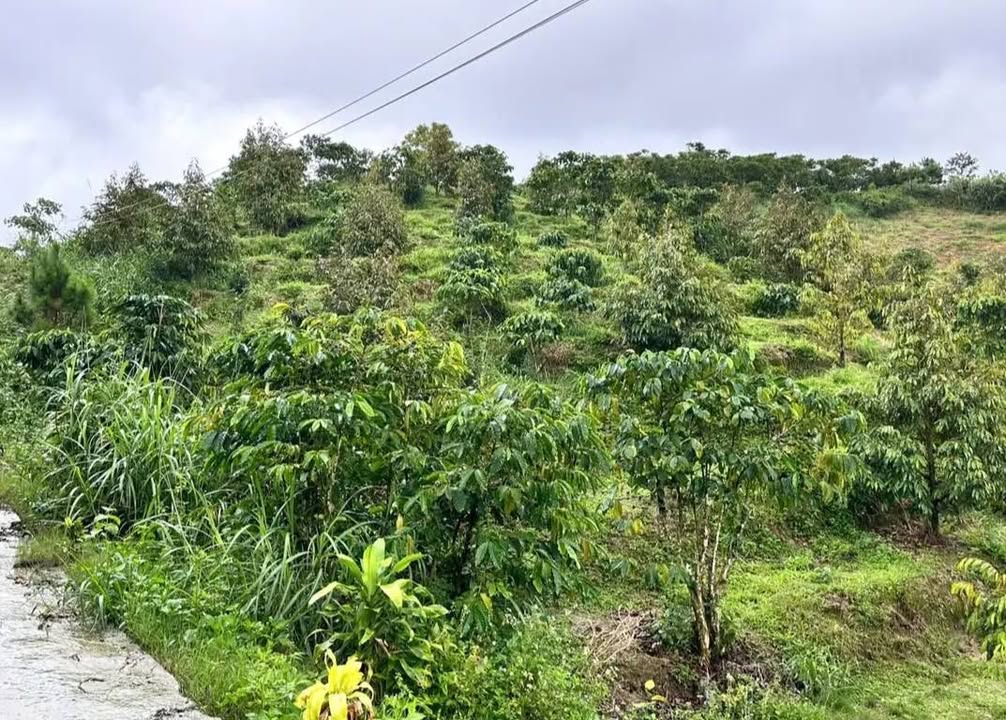 Đất nền Bảo Lộc 4500m² giá 2.6 tỷ - Cơ hội đầu tư sinh lời!