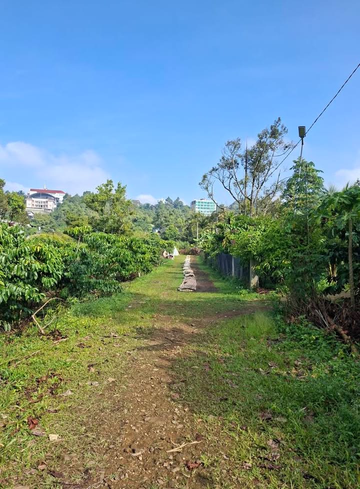 Đất nền 2000m² tại Hẻm 20 Tố Hữu, Bảo Lộc - Giá chỉ 4 tỷ!