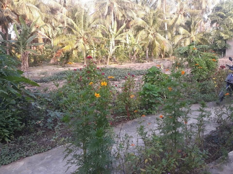 Đất thổ cư Hữu Định, Châu Thành, Bến Tre 337,5m² giá chỉ 680 triệu - Đầu tư sinh lời!