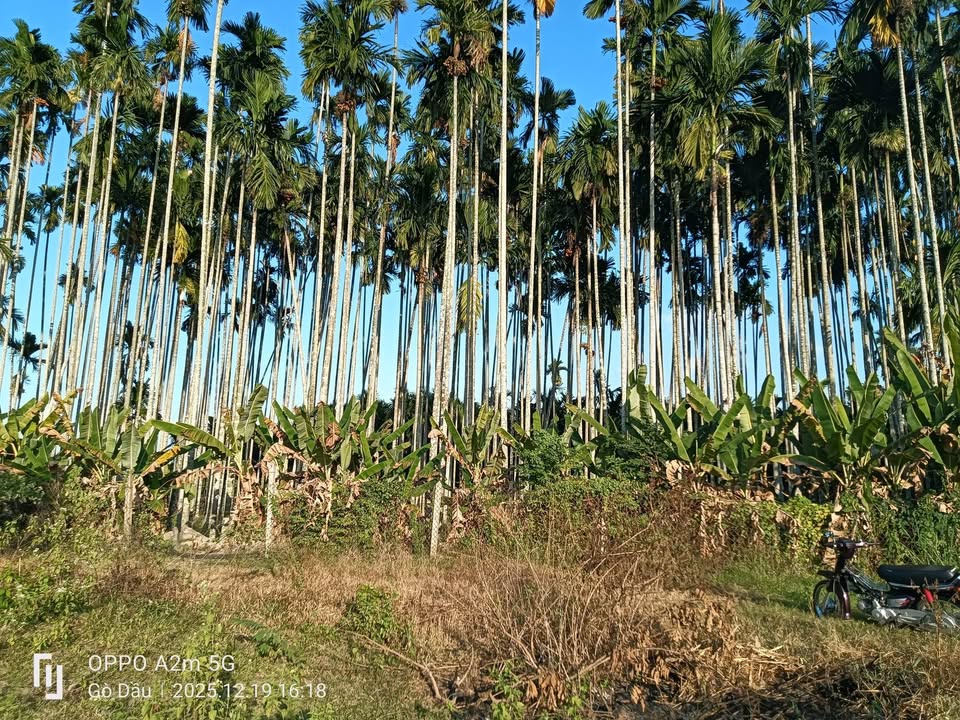 Đất nhà vườn ấp Cây Da, Gò Dầu 2068m² giá 1.366 tỷ - Đầu tư sinh lời ngay!