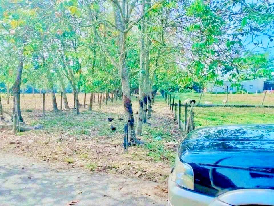 Đất mặt tiền nhựa thông xã Thái Mỹ, Củ Chi 930m² giá 2.5 tỷ - Cơ hội đầu tư tuyệt vời!