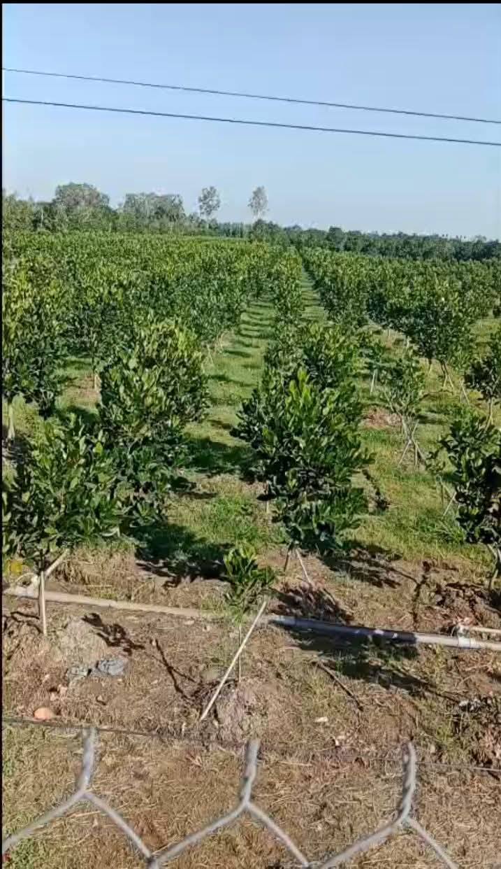 Đất vườn 50.000m² tại Hậu Mỹ Bắc A, Cái Bè - Giá 2.7 tỷ, Đầu tư sinh lời!