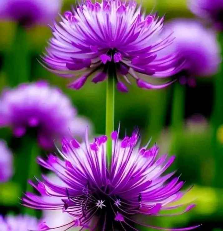 Đất nền Kiểng Phước Gò Công Đông 600m² giá 1.5 tỷ - Đường nhựa thông thoáng!