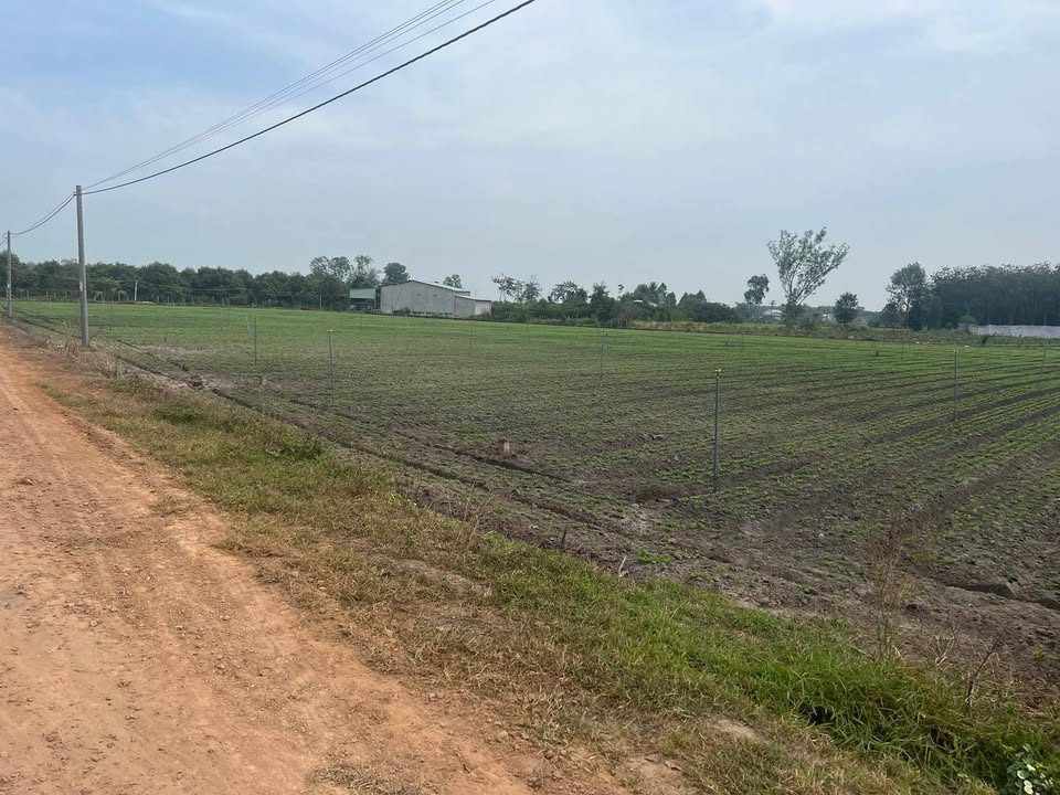 Đất nền Chà Là, Dương Minh Châu, Tây Ninh 10,000m² - Giá chỉ 390 triệu, cơ hội đầu tư tuyệt vời!