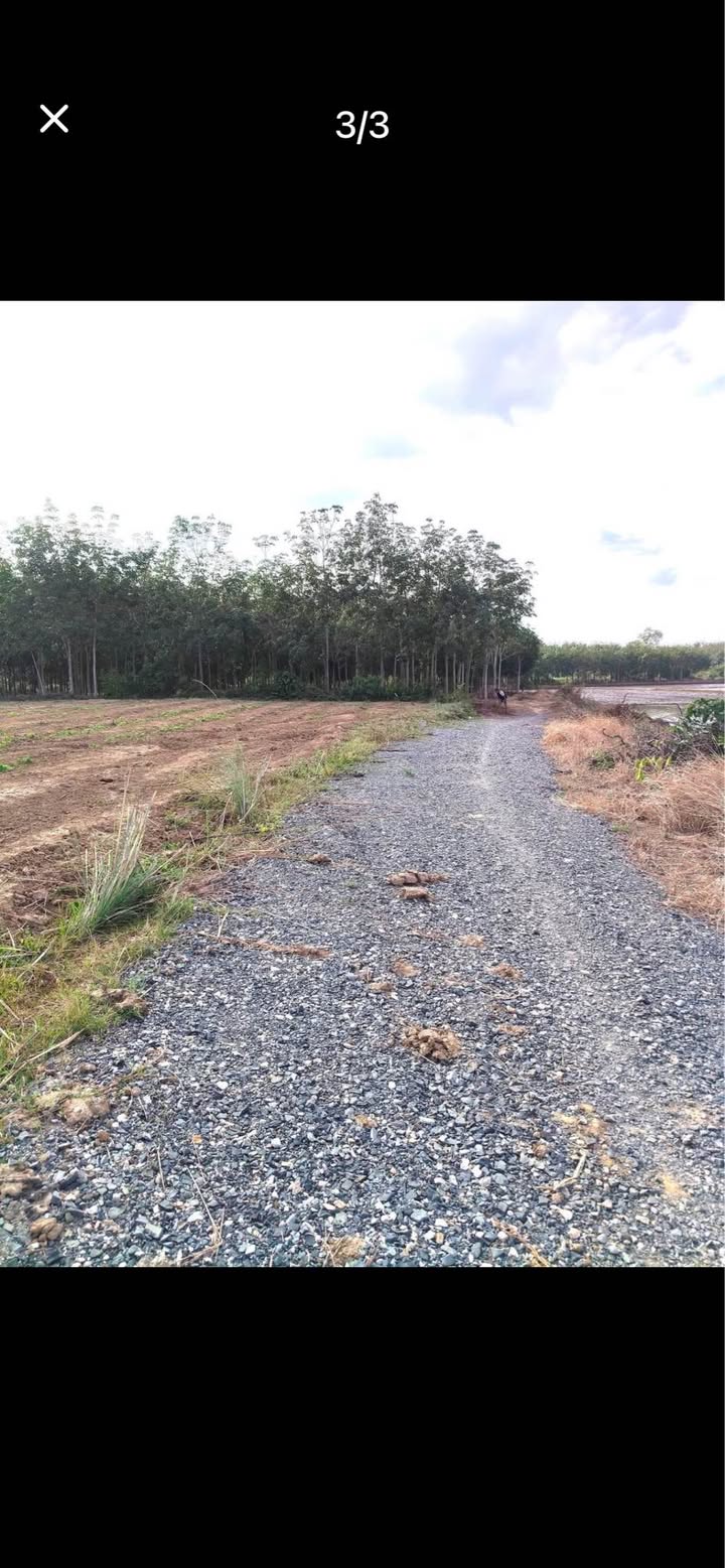 Đất nền Hảo Đước Gò Dầu 1066m² giá chỉ 235 triệu - Sổ đỏ chính chủ, ranh móc rõ ràng!