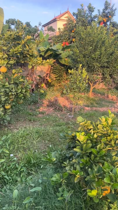 Vườn nghỉ dưỡng tại phường Chu, Tân Yên 2800m² - Đầu tư sinh lời cao!