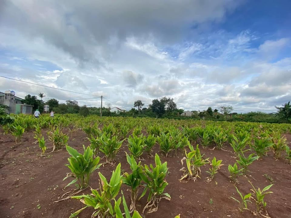 Đất nền Cư Huê, Ea Kar 8580m² chỉ 500 triệu - Tiềm năng sinh lời cao!