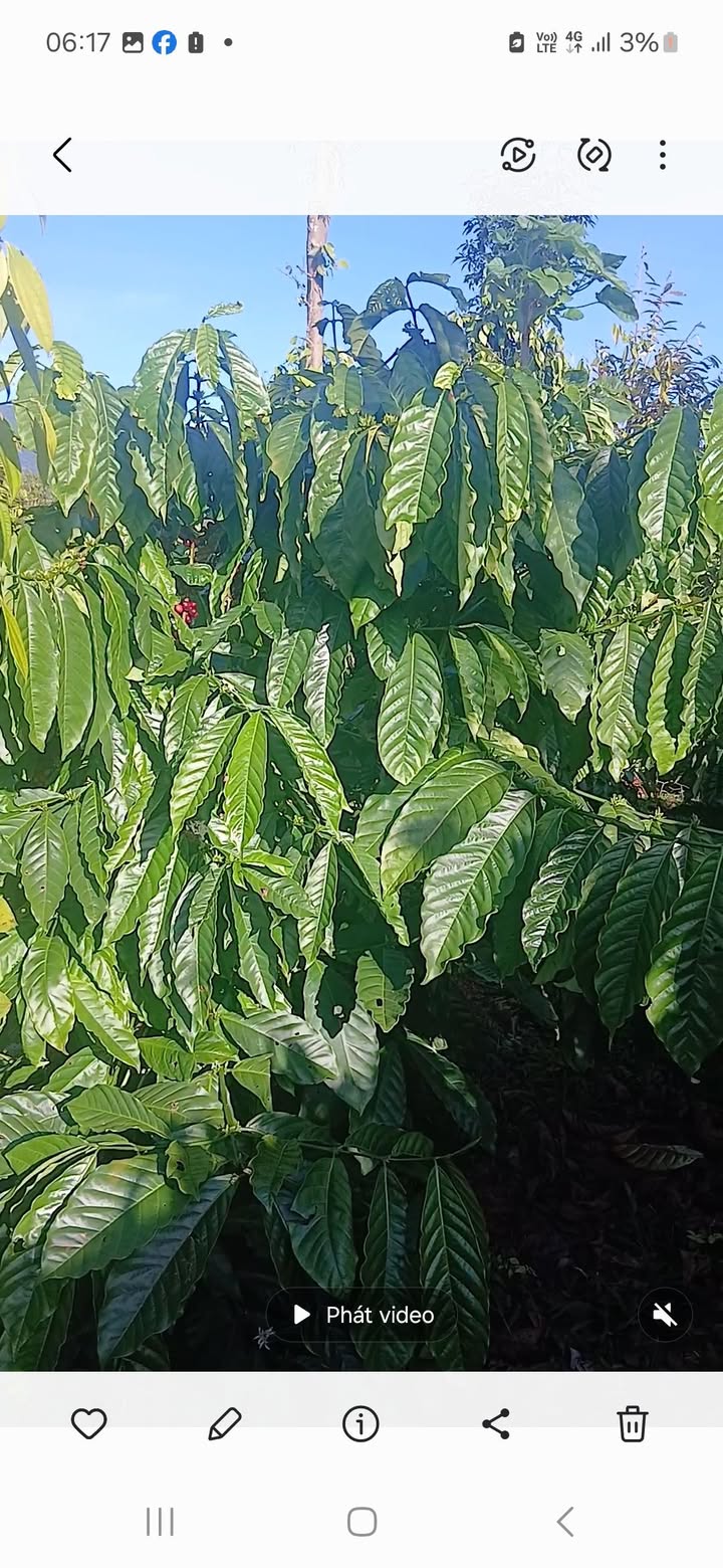 Đất nông nghiệp 8000m² tại xã Nam N'Jang, Đắk Song - Giá chỉ 900 triệu!