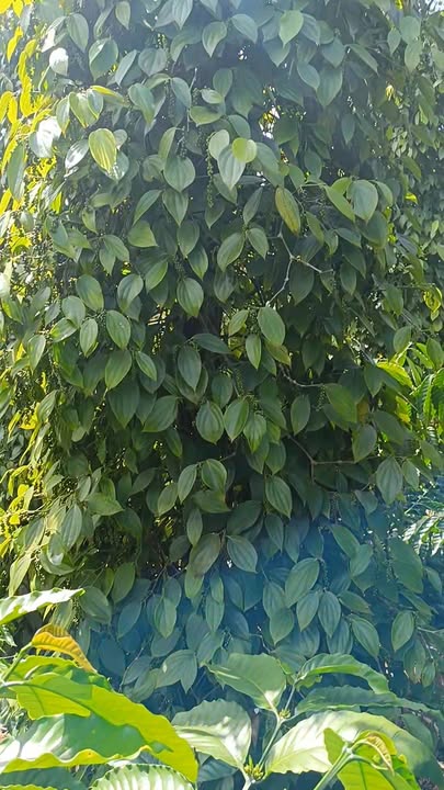 Đất 8 sào tại Trường Xuân, Đắk Song giá 1.35 tỷ - Cơ hội đầu tư sinh lời!