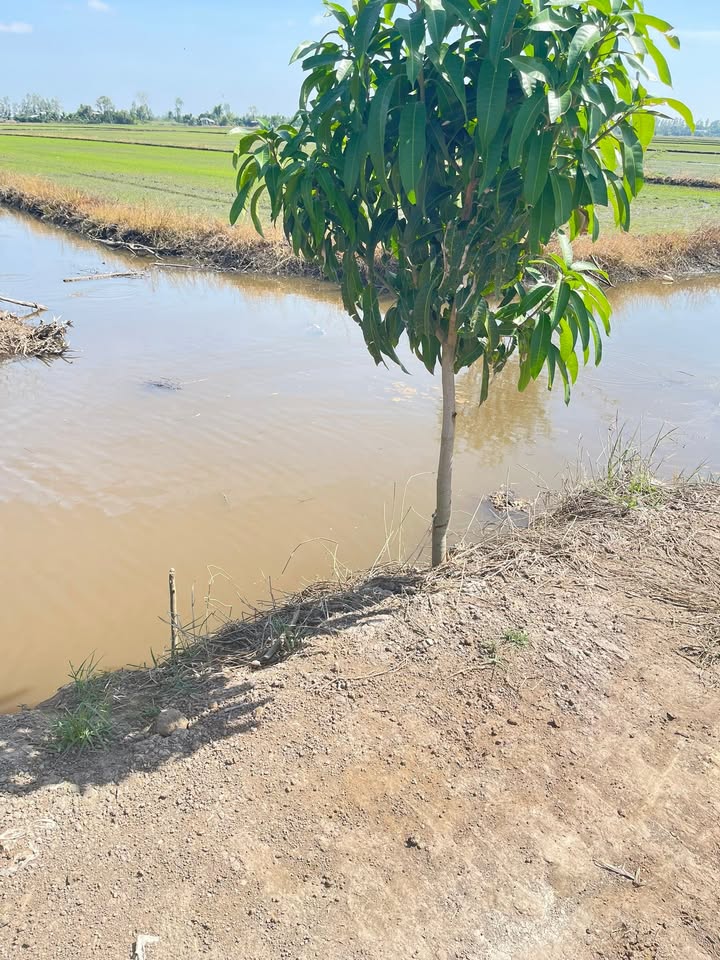 Đất nông nghiệp 59000m² Phú Xuân, Tam Nông - Giá chỉ 7.08 tỷ, cơ hội đầu tư tuyệt vời!