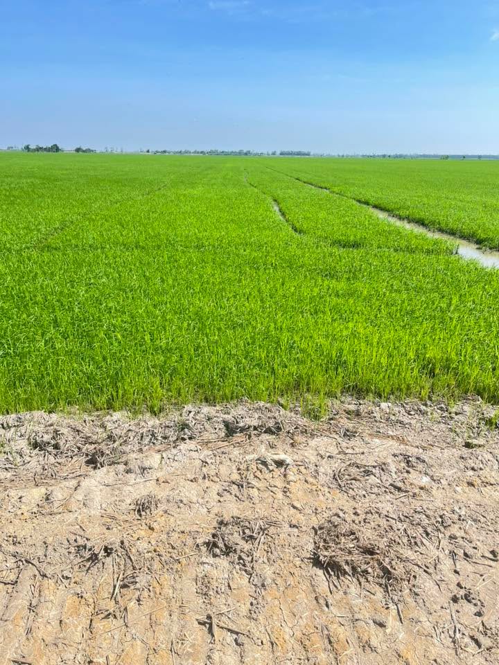 Đất ruộng lúa 36,000m² tại Phú Xuân, Tam Nông - Giá chỉ 4.14 tỷ, mặt tiền rộng 130m!