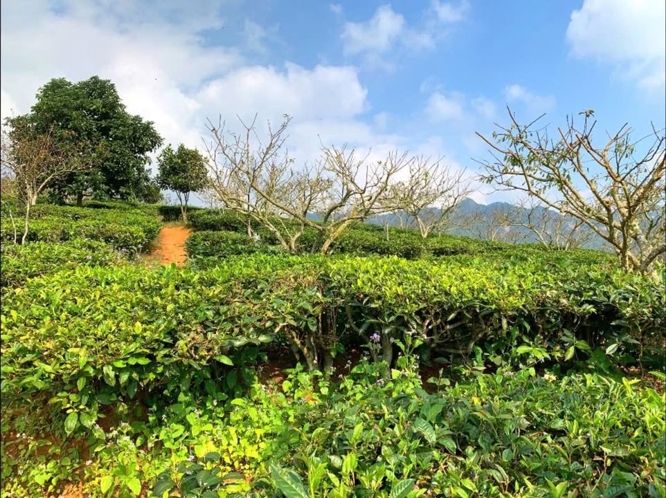 Đất vàng 6000m² tại xã Chiềng Sơn Mộc Châu - Giá chỉ 999 triệu VND!