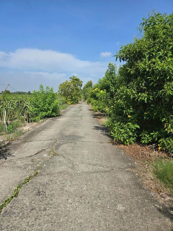 Đất nền Tầm Vu Tây Ninh 1160m² giá 1.25 tỷ - Cơ hội đầu tư tuyệt vời!