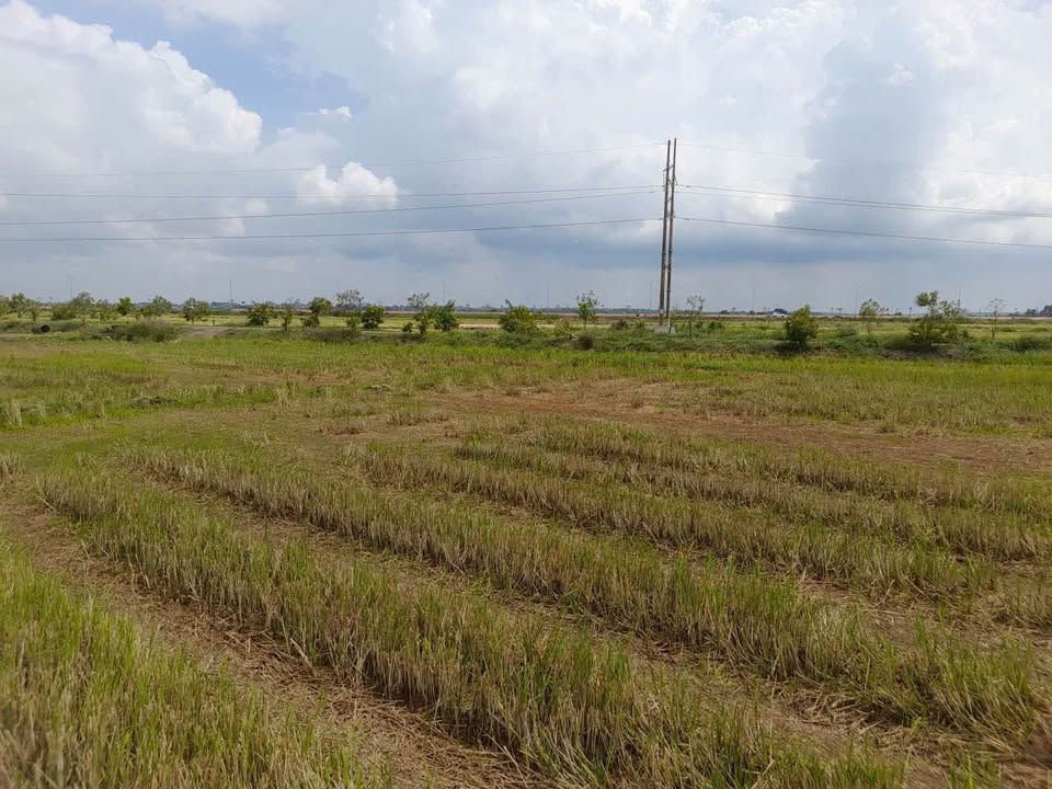 Bán đất ruộng lúa An Nhứt Long Điền 3600m² giá 4 tỷ - Cơ hội đầu tư sinh lời!