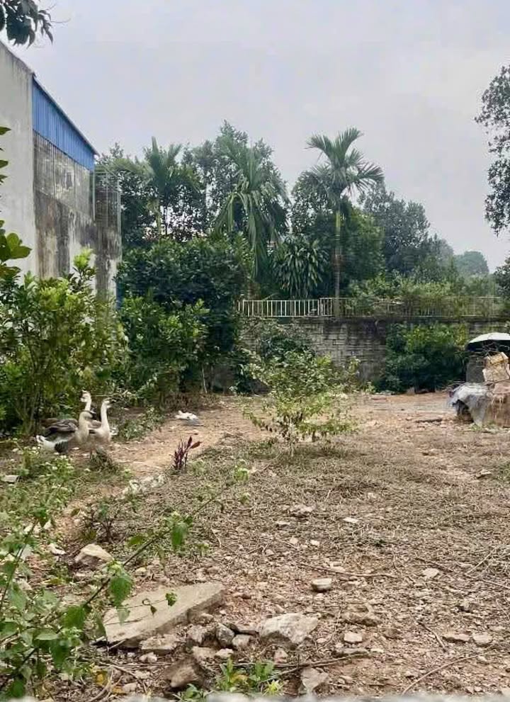 Đất thổ cư Ngõ 11 Tân Cương 70m² giá 1.6 tỷ - Đầu tư sinh lời!