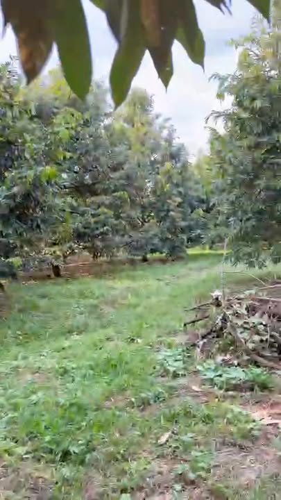 Farm 7 sào Phước Lộc giá 2.2 tỷ - Bán gấp, sổ hồng chính chủ!