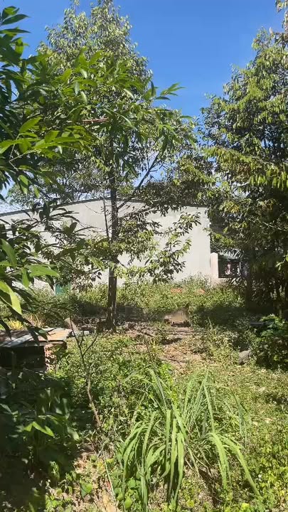 Farm 1ha tại Đăk Tơ Lung, Kon Rẫy - Đầu tư sinh lời với nhiều loại cây trái