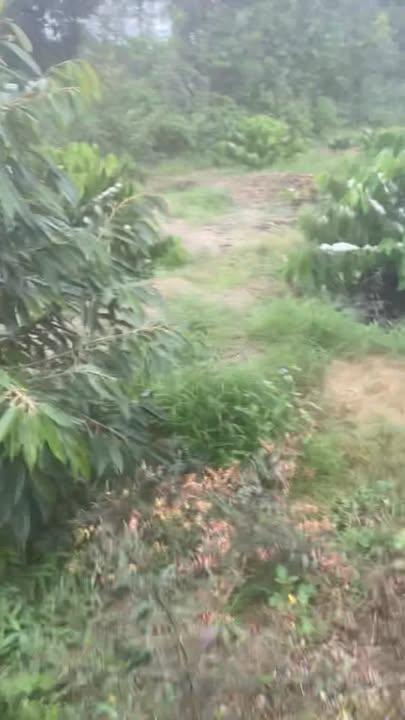 Farm sầu riêng Ea M'Droh 9500m² giá 1.5 tỷ - Đầu tư sinh lời ngay!