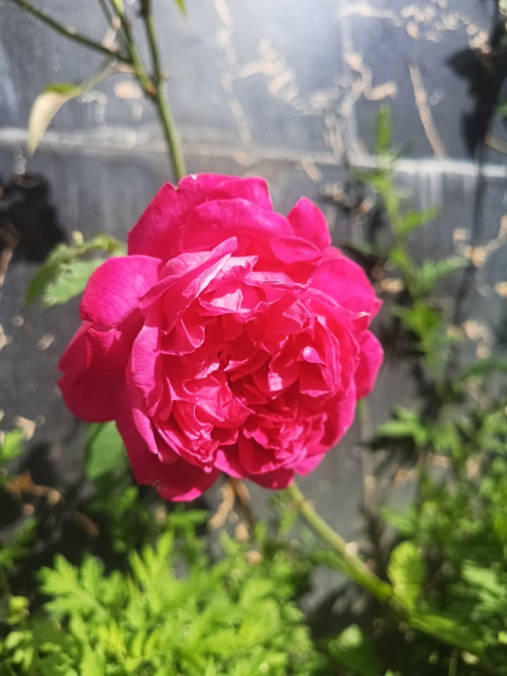 Nhà thổ cư 175m² tại thôn 2 Lộc Ngãi chỉ 800 triệu - Bán gấp!